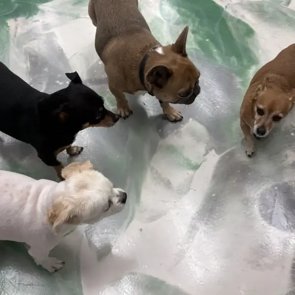 Dogs socializing at K9 Rox Club daycare